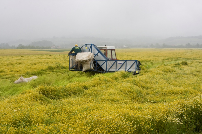 Working the chamomile fields